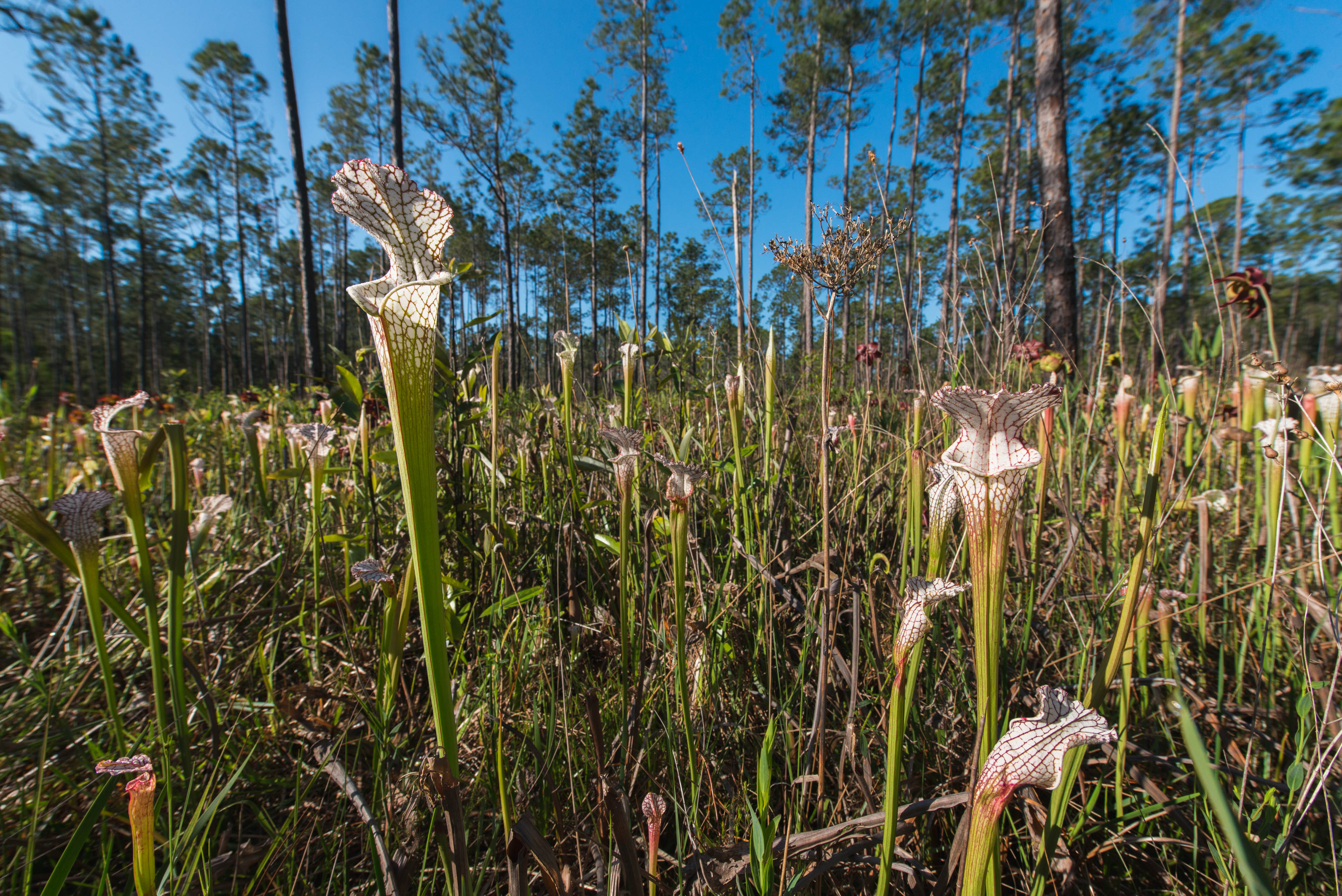 White topped pitcher plants at Alabama's Splinter Hill Bog Preserve. 
